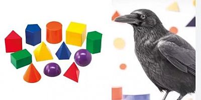 Kargaların Geometrik Zekası Şaşırtıyor: Şekilleri Ayırt Edebiliyorlar!
