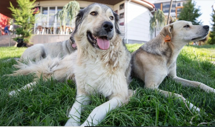 İstanbul Valiliği'nden sokak köpeklerini besleme yasağı