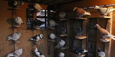 AKP iktidarı güvercinlere haciz uyguladı