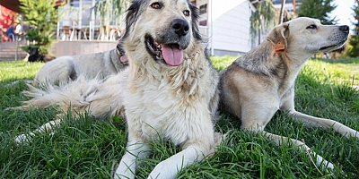 İstanbul Valiliği'nden sokak köpeklerini besleme yasağı